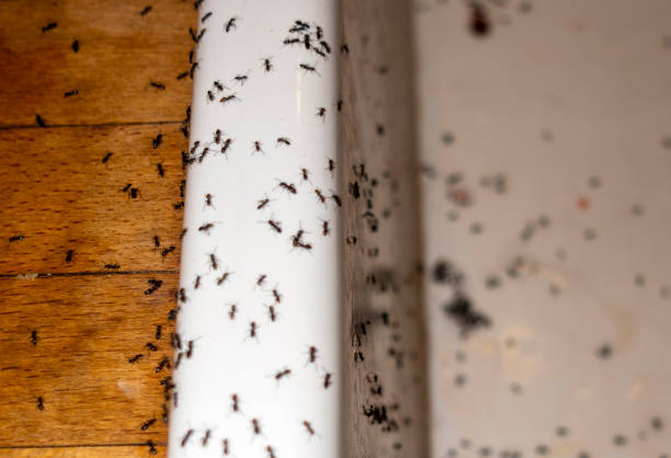 Best Mosquito Control Services  in Lawrence, MA