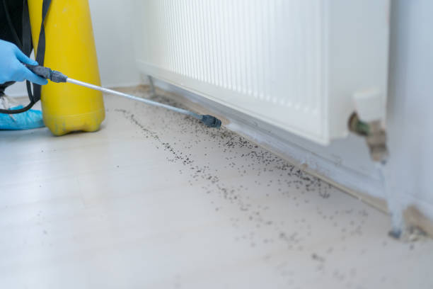 Best Ant Control Services  in Lawrence, MA